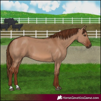 Horse Color:Red Dun 
