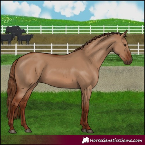 Horse Color:Red Dun