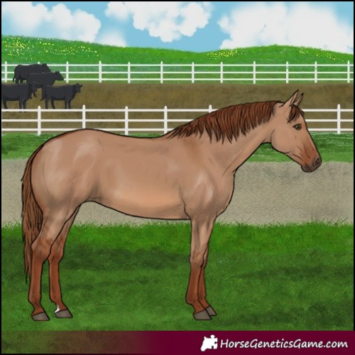 Horse Color:Red Dun 