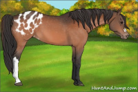 Horse Color:Bay Appaloosa 