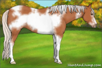 Horse Color:Silver Bay Sabino Tobiano Frame Rabicano 