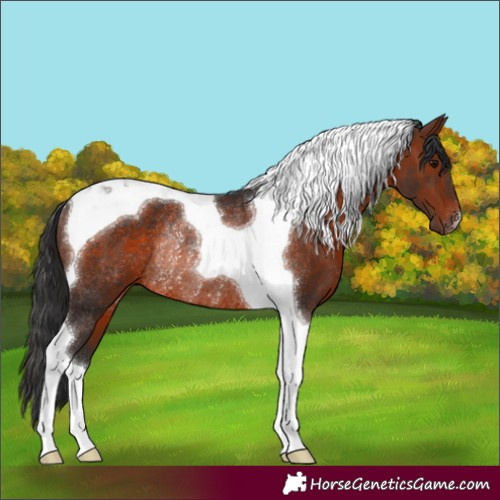 Horse Color:Brown Tobiano Rabicano 