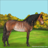 Horse Color:Bay Rabicano