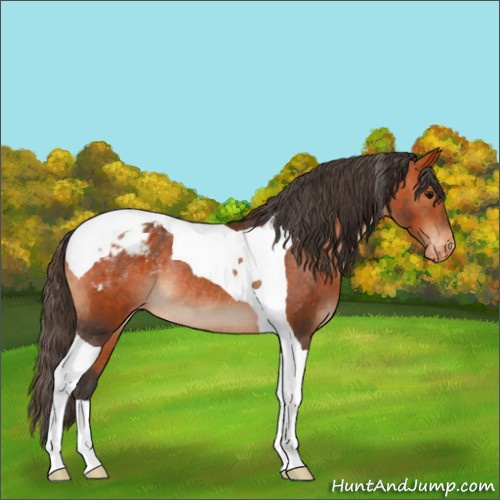Horse Color:Bay Tobiano Varnish Rabicano