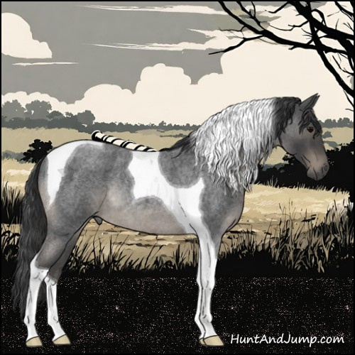 Horse Color:Blue Roan Tobiano Rabicano 