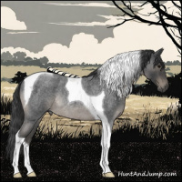 Horse Color:Blue Roan Tobiano Rabicano