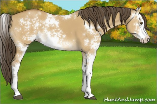 Horse Color:Buckskin Dun Sabino 