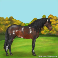 Horse Color:White Spotted Brown Rabicano 