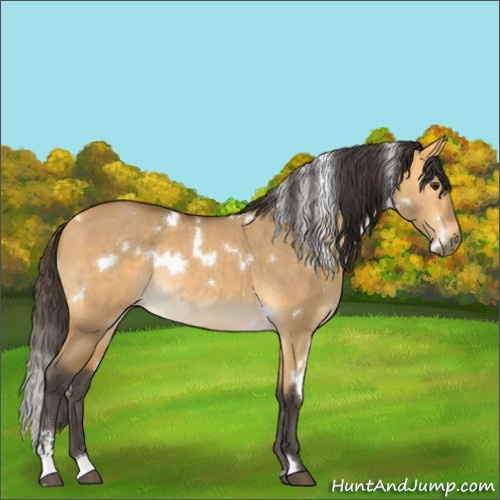 Horse Color:White Spotted Buckskin Dun Sabino Rabicano 