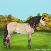 Horse Color:Bay Dun