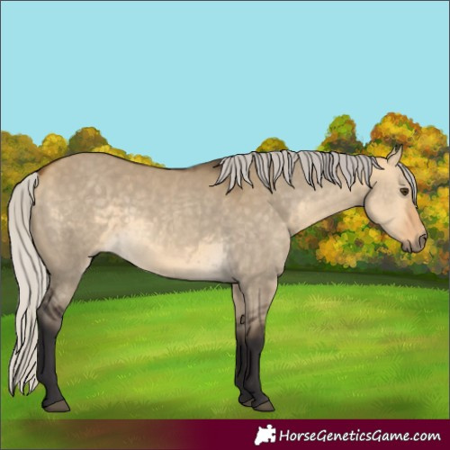 Horse Color:Silver Buckskin Dun 