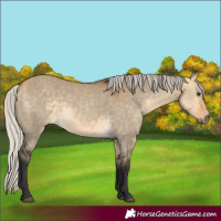 Horse Color:Silver Buckskin Dun 