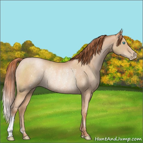 Horse Color:Buckskin Pearl Rabicano 
