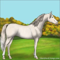 Horse Color:Perlino Rabicano 