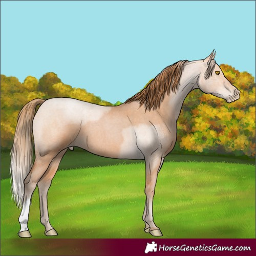 Horse Color:Bay Roan Pearl