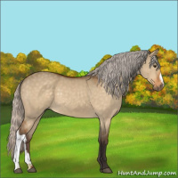 Horse Color:Silver Buckskin Dun 