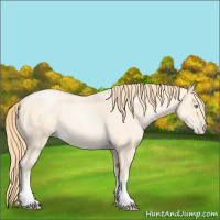 Horse Color:Buckskin Roan Pearl 