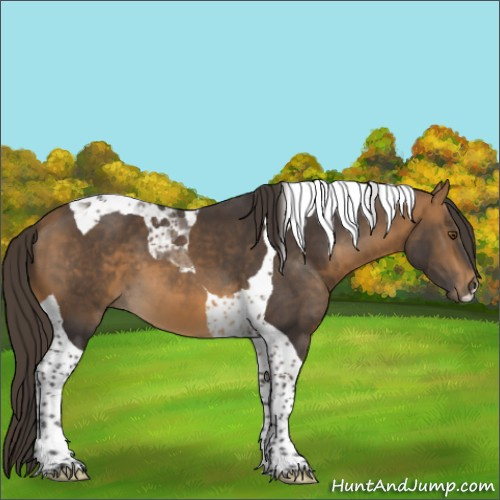 Horse Color:Buckskin Tobiano
