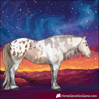 Horse Color:Bay Appaloosa  and Buckskin Tobiano Appaloosa 
