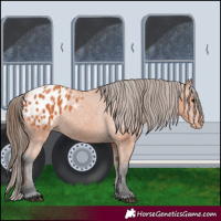 Horse Color:Bay Appaloosa 