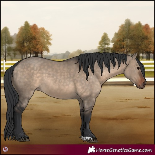 Horse Color:Brown Dun 