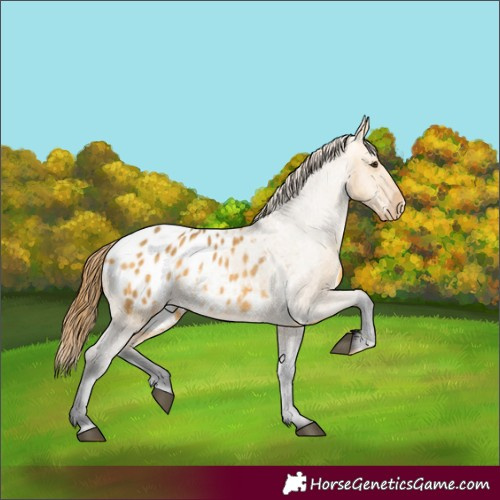 Horse Color:Buckskin Dun Appaloosa 
