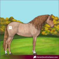 Horse Color:Red Roan 
