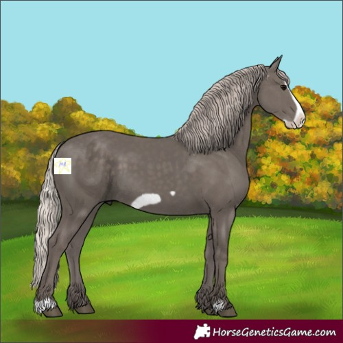 Horse Color:Silver Black Frame 