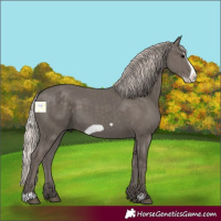 Horse Color:Silver Black Frame 