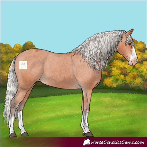 Horse Color:Silver Bay Appaloosa 