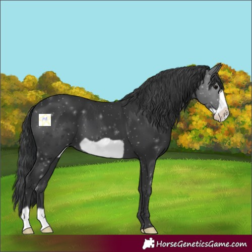 Horse Color:Black Frame 