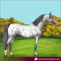 Horse Color:Blue Roan Appaloosa Rabicano 