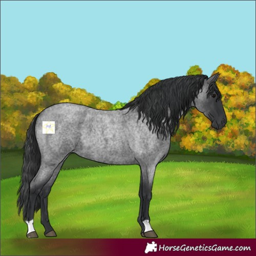Horse Color:Blue Roan 