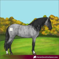 Horse Color:Blue Roan 