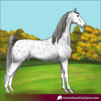 Horse Color:Blue Roan Splash Appaloosa