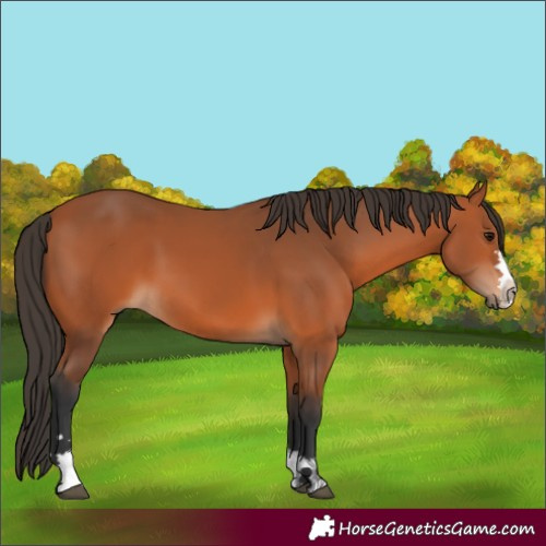 Horse Color:Bay 
