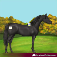 Horse Color:Smoky Black 