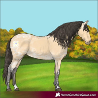 Horse Color:Buckskin Ice 