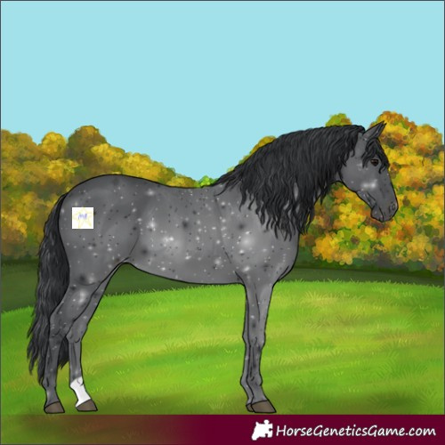 Horse Color:Black 
