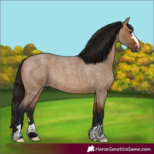 Horse Color:Gray Bay Roan Dun 
