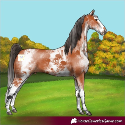 Horse Color:White Spotted Bay Splash 