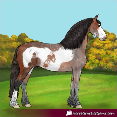 Horse Color:Bay Frame 