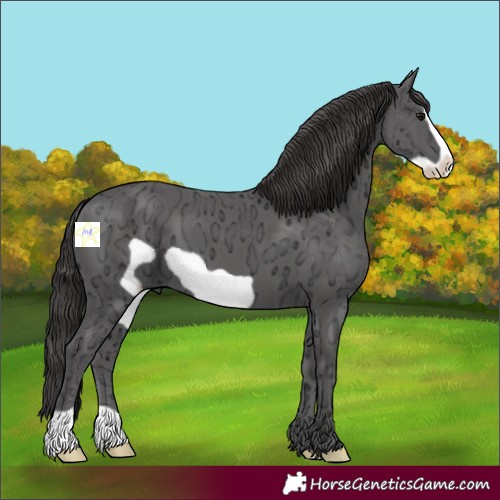 Horse Color:Smoky Black Ice Frame 