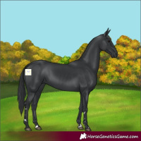 Horse Color:Black 