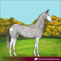 Horse Color:Grullo Roan Splash 