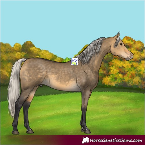 Horse Color:Silver Buckskin Dun 