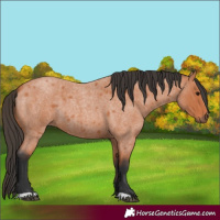 Horse Color:Bay Roan 