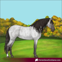 Horse Color:Liver Red Roan 