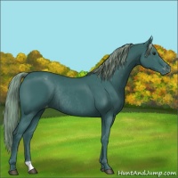 Horse Color:Watercolor Smoky Black Chinchilla Appaloosa Rabicano 