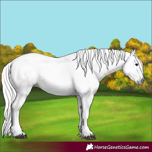Horse Color:Gray Bay 